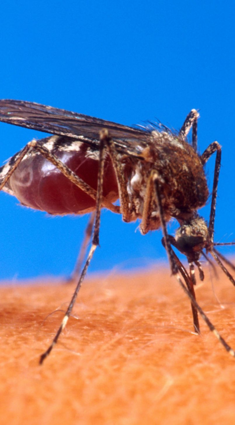 Opration de prvention dans deux secteurs de Biscarrosse pour viter tous risques de contaminations transmissibles par le moustique 'Tigre'.